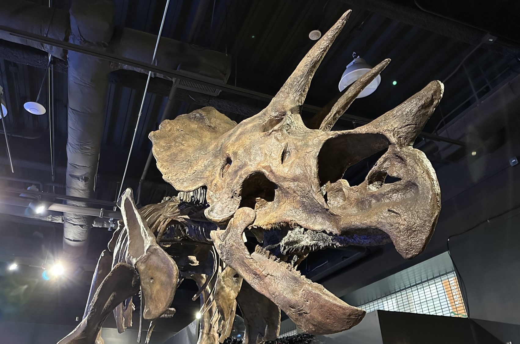 Triceratops (right) and Stegosaurus (left) will be two of the life-size cast skeletons on display!