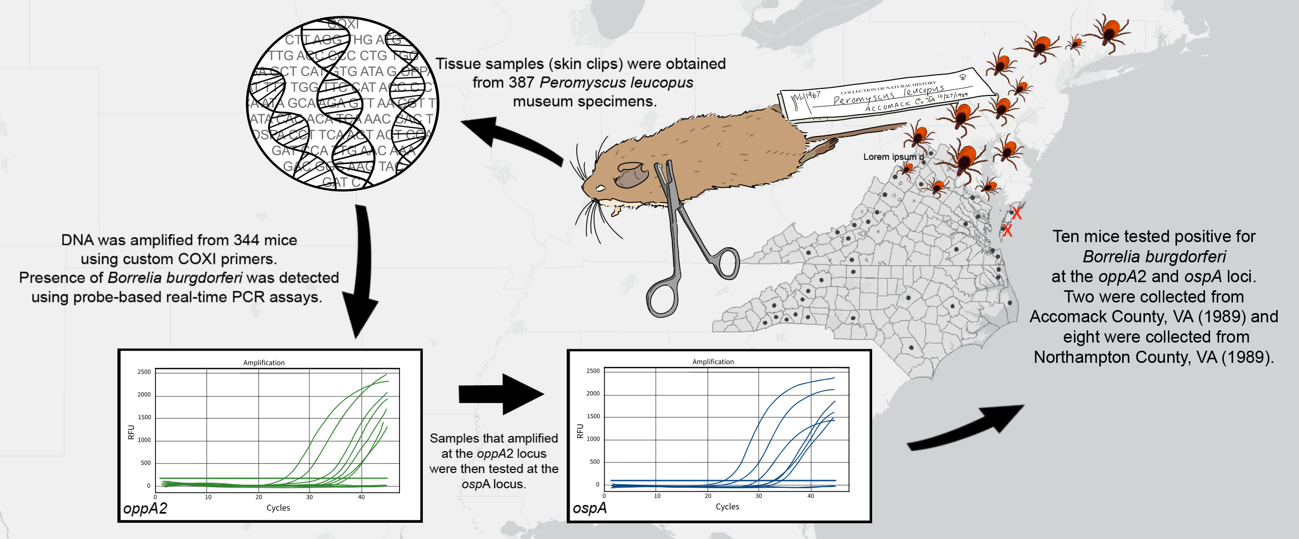 Graphical Abstract